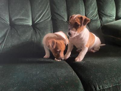 Jack Russell puppies