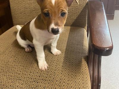 Jack Russell puppies