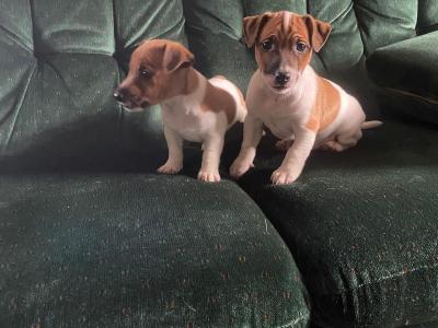 Jack Russell puppies