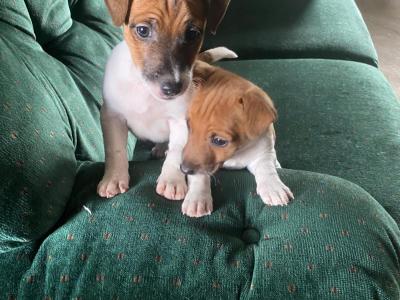 Jack Russell puppies
