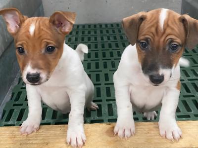 Jack Russell puppies