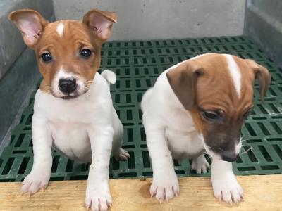 Jack Russell puppies