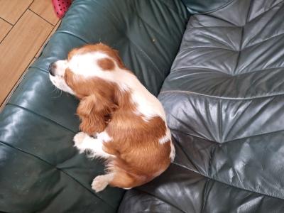 Male Cavalier King Charles for sale