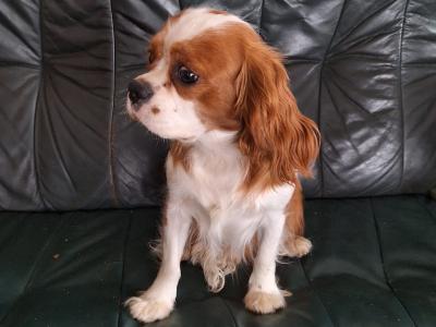 Male Cavalier King Charles puppy 9 months old for sale in Laois