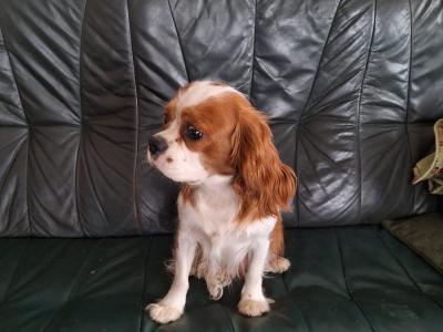 Male Cavalier King Charles for sale