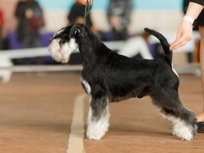 IKC Registered Miniature Schnauzer in Greystones
