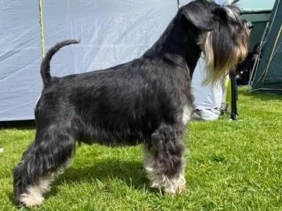 IKC Registered Miniature Schnauzer in Greystones