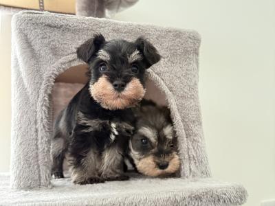 IKC Registered Miniature Schnauzer in Greystones