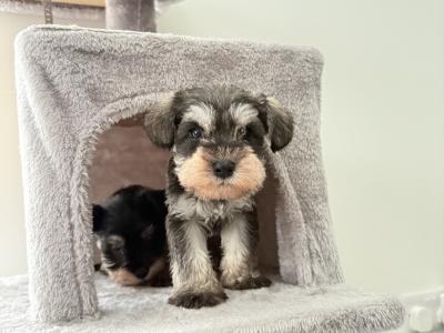 IKC Registered Miniature Schnauzer in Greystones