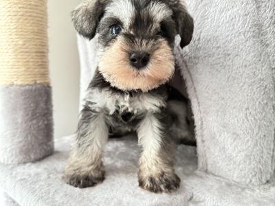 IKC Registered Miniature Schnauzer in Greystones