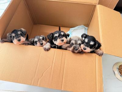 IKC Registered Miniature Schnauzer in Greystones
