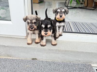IKC Registered Miniature Schnauzer in Greystones