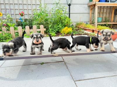 IKC Registered Miniature Schnauzer in Greystones