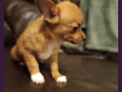 Chihuahua Cross Papillion female