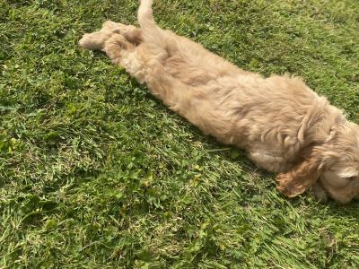 Beautiful Cockapoo puppies
