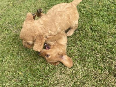 Beautiful Cockapoo puppies