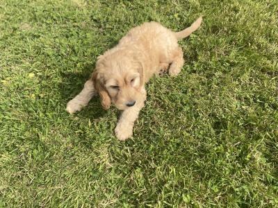 Beautiful Cockapoo puppies