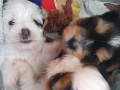 3 month old Biewer Terrier male for sale