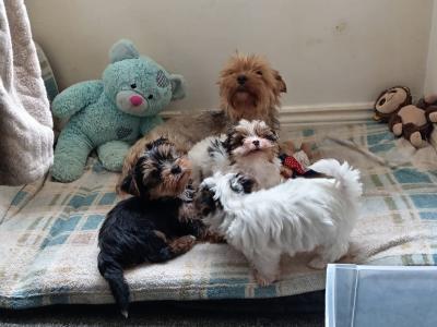 3 month old Biewer Terrier male for sale