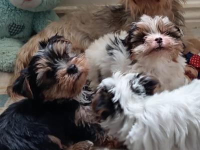 3 month old Biewer Terrier 2 gentle male(s)+ 1 female  puppies for sale