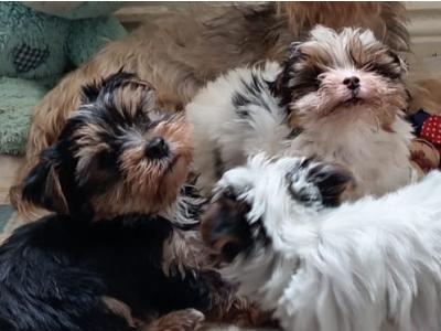 3 month old male Biewer Terrier puppy for sale in Cork