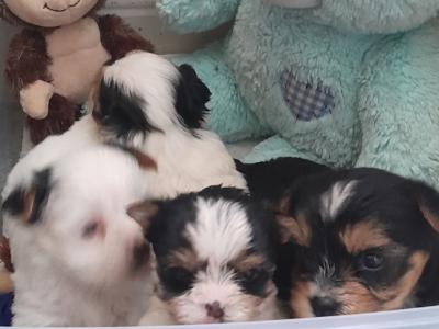 3 month old Biewer Terrier male for sale