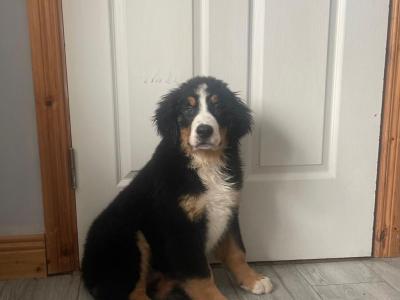 IKC Registered Bernese Mountain Dog puppies in Limerick