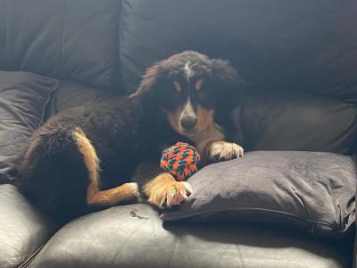 IKC Registered Bernese Mountain Dog puppies in Limerick