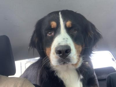 IKC Registered Bernese Mountain Dog puppies in Limerick