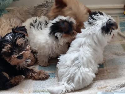 One male Biewer Terrier puppy 3 months old for sale in Cork