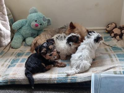 3 month old Biewer Terrier male for sale