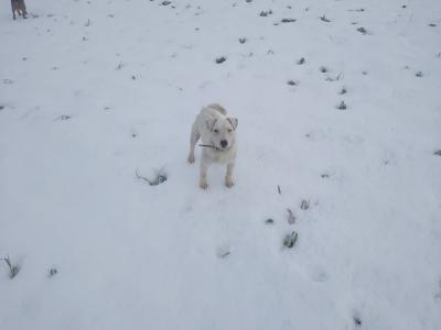 Teagle puppies from working parents