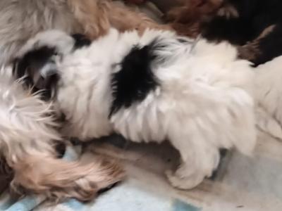 One male Biewer Terrier puppy 3 months old for sale in Cork