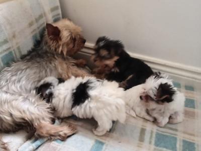 3 month old Biewer Terrier male for sale