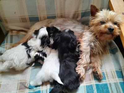 One male Biewer Terrier puppy 3 months old for sale in Cork