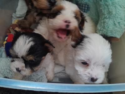 3 month old Biewer Terrier male for sale