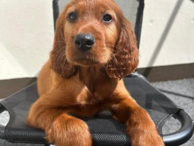 Irish Setter puppies in Tipperary☘️
