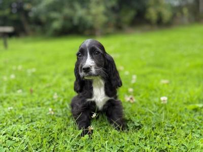 Cocker Spaniel puppies in Carlow - €425.