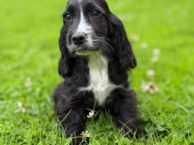 Cocker Spaniel puppies in Carlow - €425.