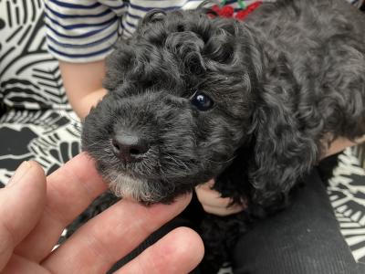 Beautiful Toy Cavapoo puppies for sale in Monaghan