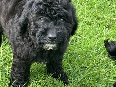 Beautiful Toy Cavapoo puppies for sale in Monaghan