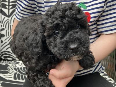 Beautiful Toy Cavapoo puppies for sale in Monaghan