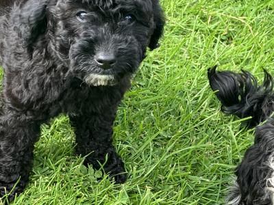 Beautiful Toy Cavapoo puppies for sale in Monaghan