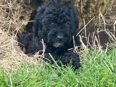 Beautiful Toy Cavapoo puppies for sale in Monaghan