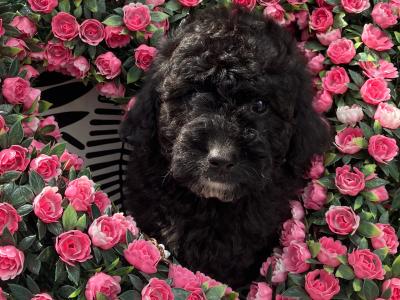 Beautiful Toy Cavapoo puppies for sale in Monaghan
