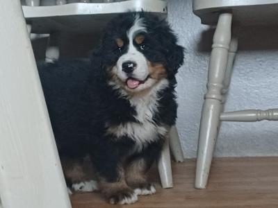 Bernese Mountain pups for sale in Cork