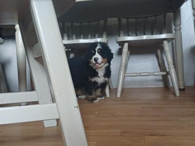 Bernese Mountain pups for sale in Cork