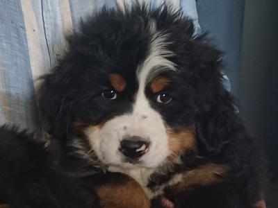 Bernese Mountain pups for sale in Cork