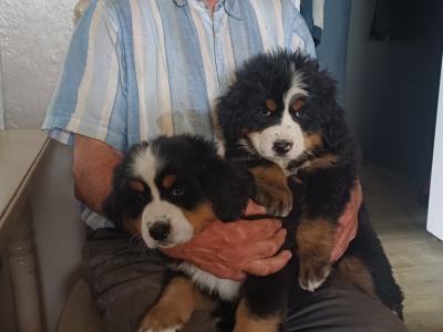 Bernese Mountain pups for sale in Cork