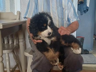 Bernese Mountain pups for sale in Cork